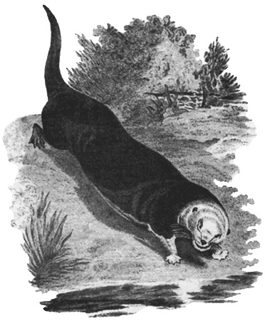 Иллюстрация к книге — Путешествие по всему миру на &quot;Буссоли&quot; и &quot;Астролябии&quot; [i_106.jpg]