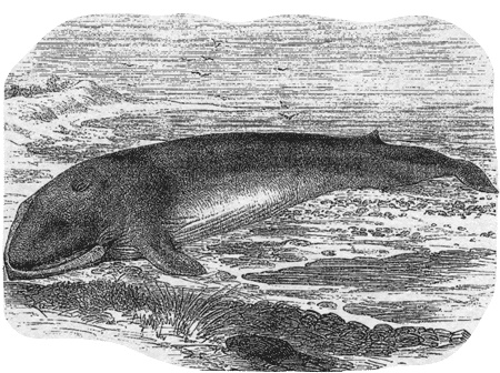 Иллюстрация к книге — Путешествие по всему миру на &quot;Буссоли&quot; и &quot;Астролябии&quot; [i_107.jpg]