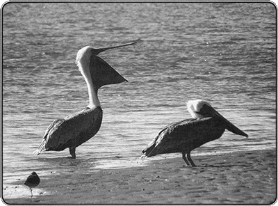 Иллюстрация к книге — Путешествие по всему миру на &quot;Буссоли&quot; и &quot;Астролябии&quot; [i_134.jpg]