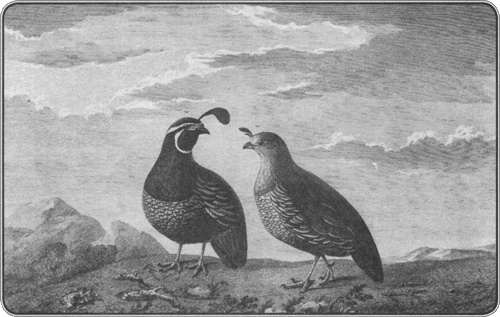 Иллюстрация к книге — Путешествие по всему миру на &quot;Буссоли&quot; и &quot;Астролябии&quot; [i_138.jpg]