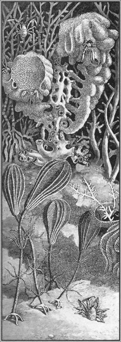 Иллюстрация к книге — Путешествие по всему миру на &quot;Буссоли&quot; и &quot;Астролябии&quot; [i_150.jpg]