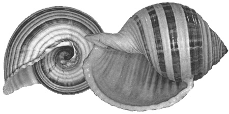 Иллюстрация к книге — Путешествие по всему миру на &quot;Буссоли&quot; и &quot;Астролябии&quot; [i_173.jpg]