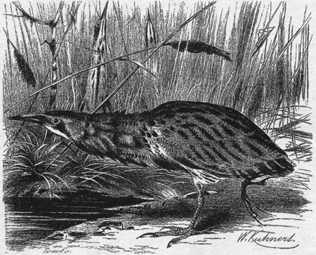 Иллюстрация к книге — Путешествие по всему миру на &quot;Буссоли&quot; и &quot;Астролябии&quot; [i_188.jpg]