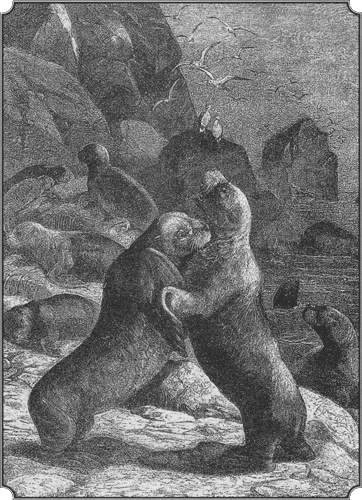 Иллюстрация к книге — Путешествие по всему миру на &quot;Буссоли&quot; и &quot;Астролябии&quot; [i_219.jpg]