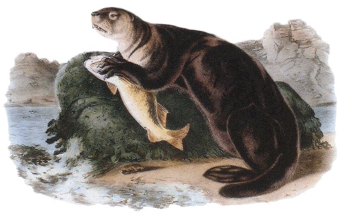 Иллюстрация к книге — Путешествие по всему миру на &quot;Буссоли&quot; и &quot;Астролябии&quot; [i_222.jpg]