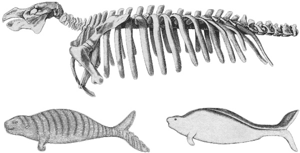 Иллюстрация к книге — Путешествие по всему миру на &quot;Буссоли&quot; и &quot;Астролябии&quot; [i_232.jpg]