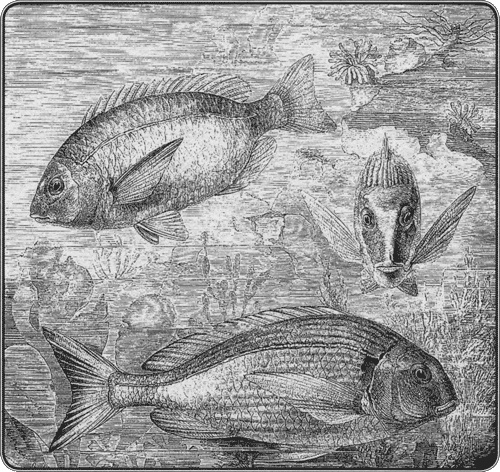 Иллюстрация к книге — Путешествие по всему миру на &quot;Буссоли&quot; и &quot;Астролябии&quot; [i_237.jpg]