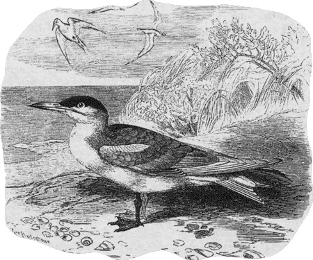 Иллюстрация к книге — Путешествие по всему миру на &quot;Буссоли&quot; и &quot;Астролябии&quot; [i_238.jpg]