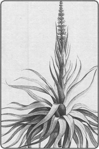 Иллюстрация к книге — Путешествие по всему миру на &quot;Буссоли&quot; и &quot;Астролябии&quot; [i_246.jpg]