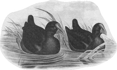 Иллюстрация к книге — Путешествие по всему миру на "Буссоли" и "Астролябии" [i_252.jpg]