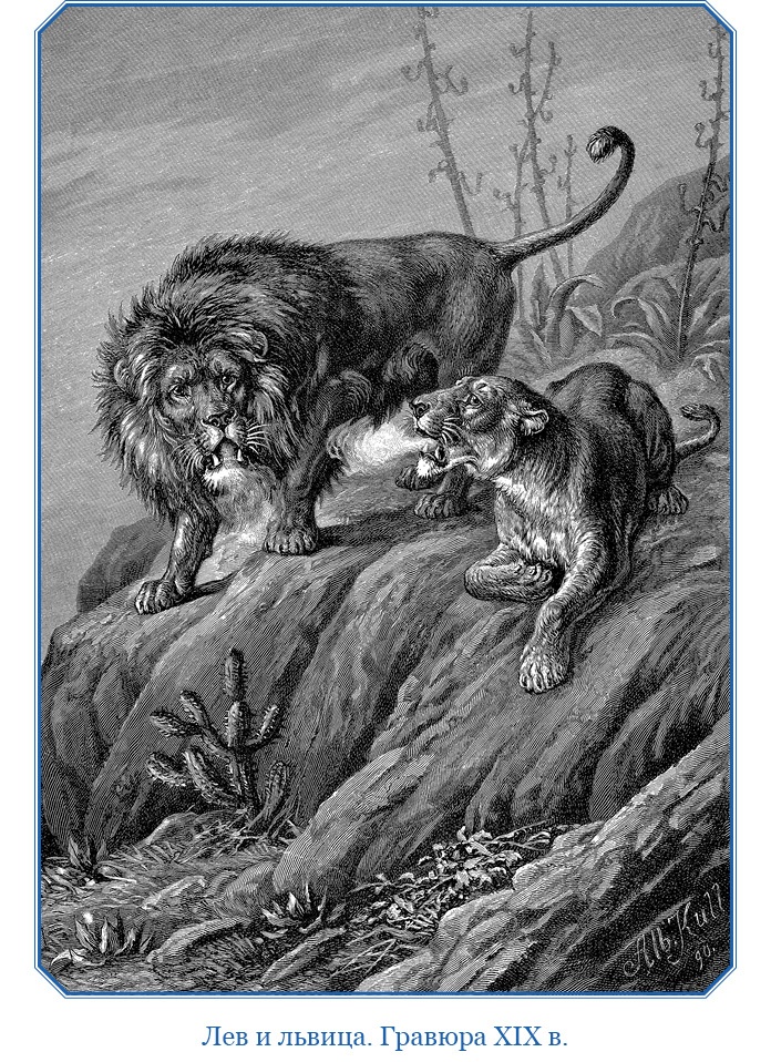 Иллюстрация к книге — Дневники исследователя Африки [i_021.jpg]