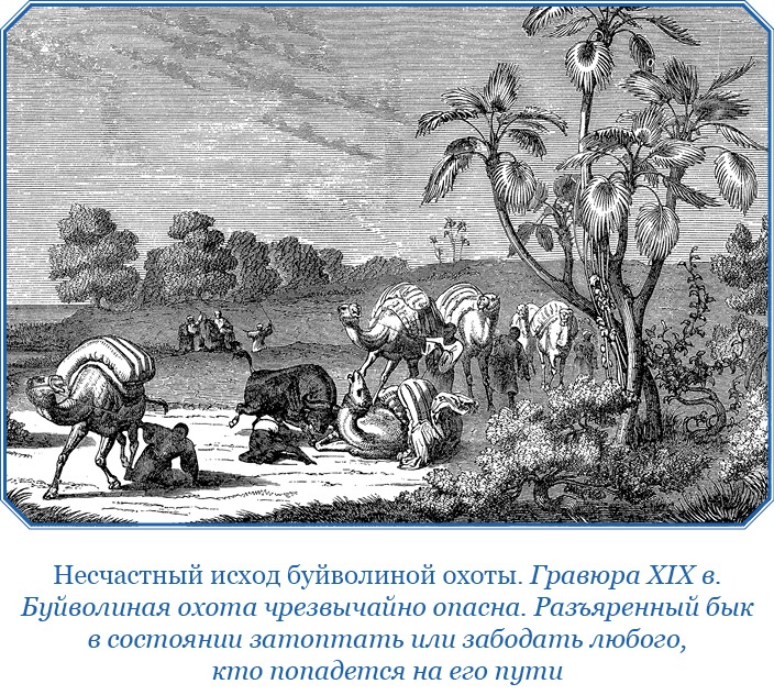 Иллюстрация к книге — Дневники исследователя Африки [i_063.jpg]