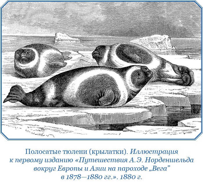 Иллюстрация к книге — Плавания капитана флота Федора Литке вокруг света и по Северному Ледовитому океану [i_041.jpg]