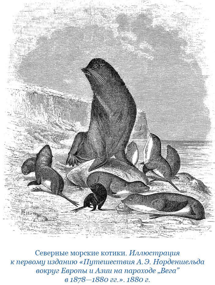 Иллюстрация к книге — Плавания капитана флота Федора Литке вокруг света и по Северному Ледовитому океану [i_042.jpg]