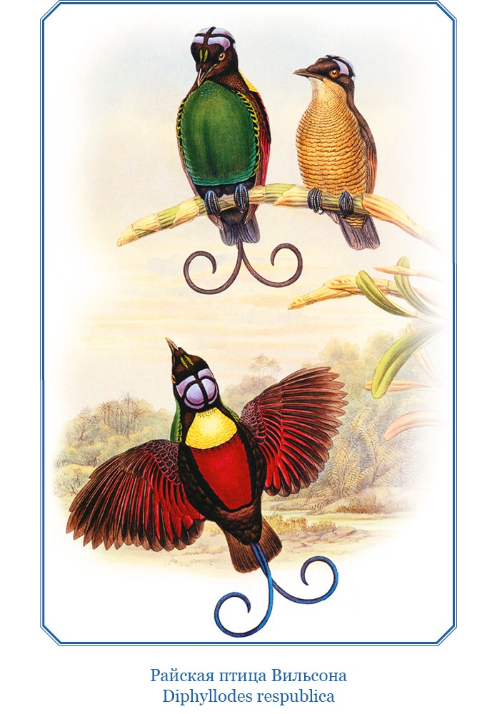 Иллюстрация к книге — Путешествие на берег Маклая [i_005.jpg]