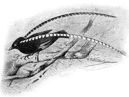 Иллюстрация к книге — Путешествие на берег Маклая [i_101.jpg]