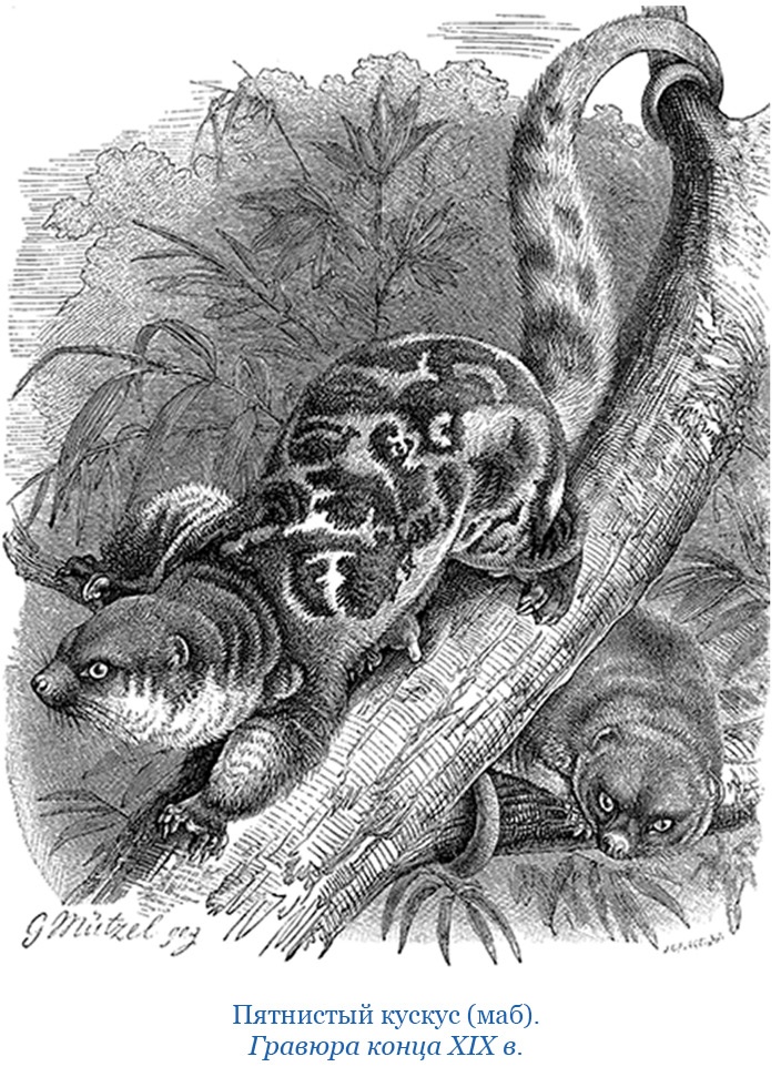 Иллюстрация к книге — Путешествие на берег Маклая [i_140.jpg]