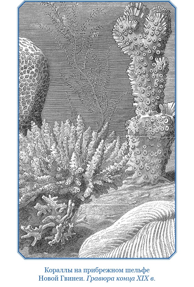 Иллюстрация к книге — Путешествие на берег Маклая [i_141.jpg]