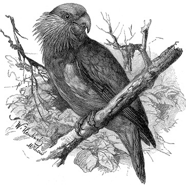 Иллюстрация к книге — Путешествие на берег Маклая [i_181.jpg]