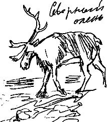 Иллюстрация к книге — Гуд бай, Арктика!.. [i_024.jpg]