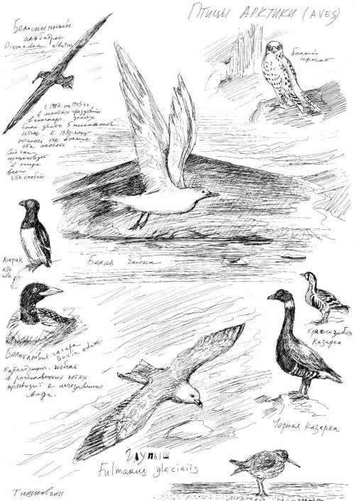 Иллюстрация к книге — Гуд бай, Арктика!.. [i_060.jpg]