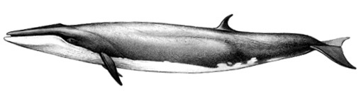 Иллюстрация к книге — «Фрам» в Полярном море [i_035.jpg]