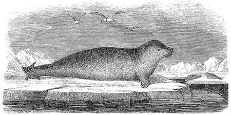 Иллюстрация к книге — «Фрам» в Полярном море [i_050.jpg]