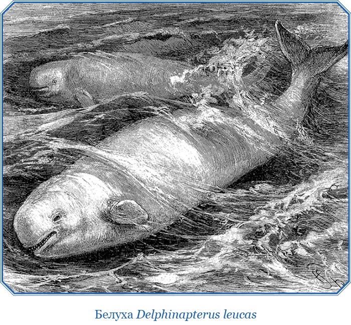 Иллюстрация к книге — «Фрам» в Полярном море [i_113.jpg]