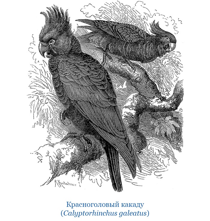 Иллюстрация к книге — Путешествие Магеллана [i_049.jpg]