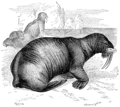 Иллюстрация к книге — По большому льду. Северный полюс [i_046.jpg]