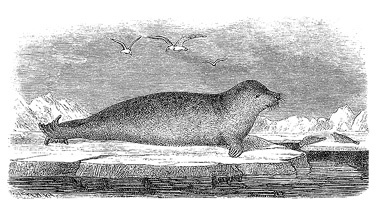 Иллюстрация к книге — По большому льду. Северный полюс [i_058.jpg]