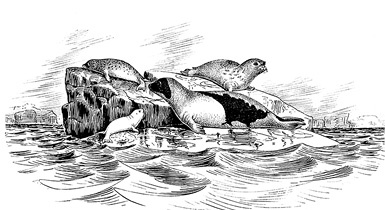 Иллюстрация к книге — По большому льду. Северный полюс [i_107.jpg]