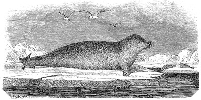 Иллюстрация к книге — По большому льду. Северный полюс [i_123.jpg]