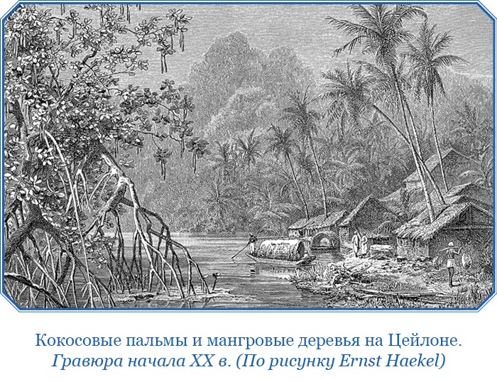 Иллюстрация к книге — Книга чудес света [i_114.jpg]