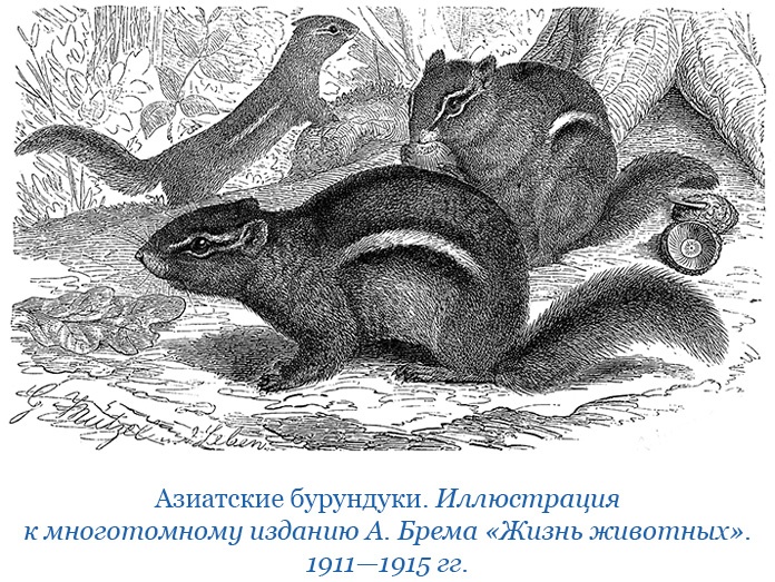 Иллюстрация к книге — Сибирь. Монголия. Китай. Тибет. Путешествия длиною в жизнь [i_152.jpg]