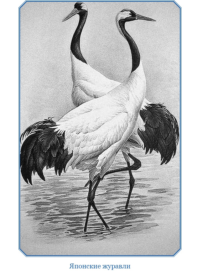 Иллюстрация к книге — Путешествия в Центральной Азии [i_049.jpg]