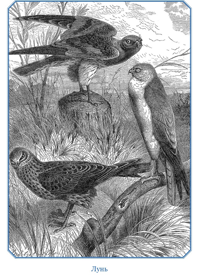 Иллюстрация к книге — Путешествия в Центральной Азии [i_050.jpg]