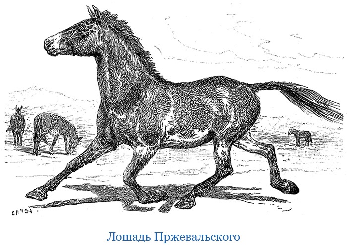 Иллюстрация к книге — Путешествия в Центральной Азии [i_082.jpg]