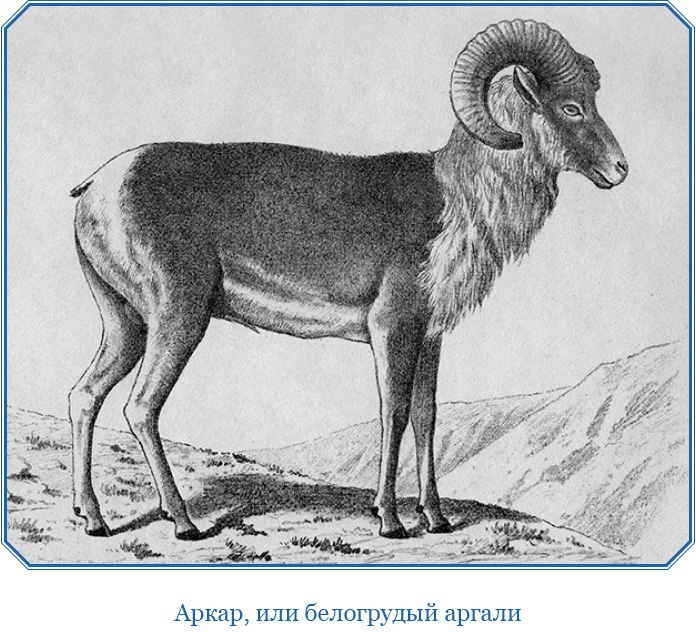 Иллюстрация к книге — Путешествия в Центральной Азии [i_098.jpg]