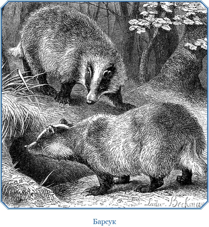 Иллюстрация к книге — Путешествия в Центральной Азии [i_111.jpg]