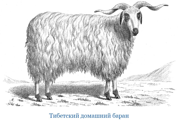 Иллюстрация к книге — Путешествия в Центральной Азии [i_112.jpg]