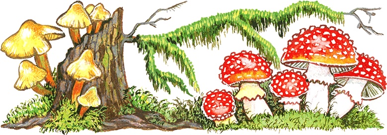 Иллюстрация к книге — Новые приключения кошки Нюси. Сокровища короля Андраша [i_007.jpg]