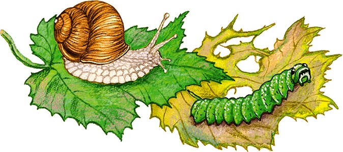 Иллюстрация к книге — Новые приключения кошки Нюси. Сокровища короля Андраша [i_058.jpg]