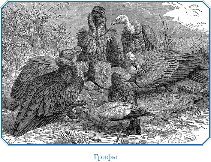 Иллюстрация к книге — В дебрях Африки [i_059.jpg]