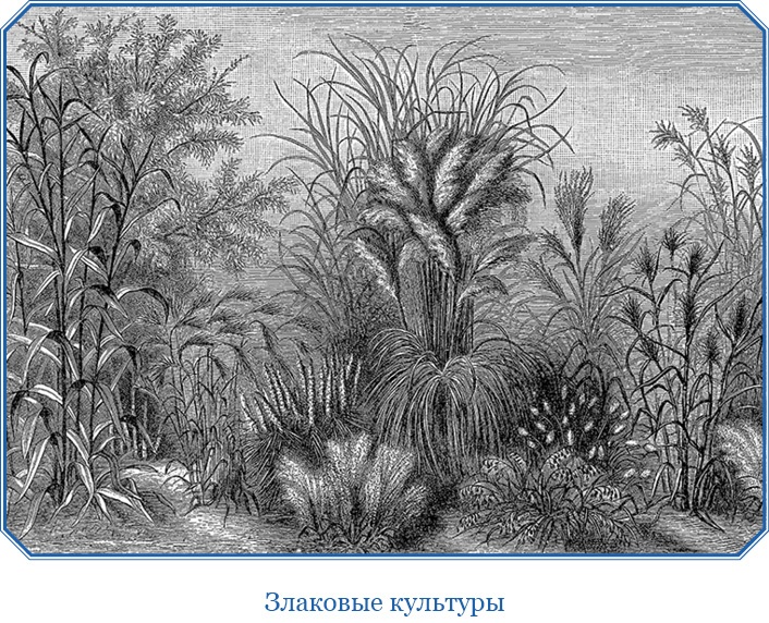 Иллюстрация к книге — В дебрях Африки [i_063.jpg]