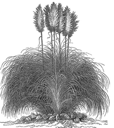 Иллюстрация к книге — В дебрях Африки [i_070.jpg]