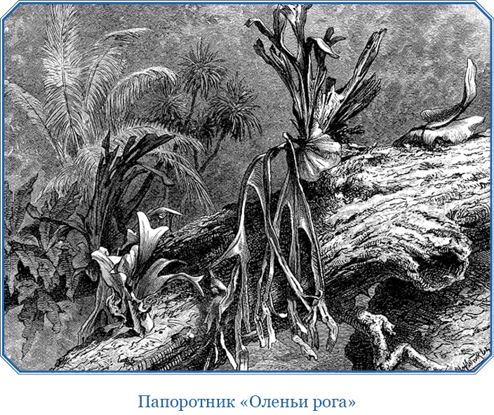 Иллюстрация к книге — В дебрях Африки [i_089.jpg]