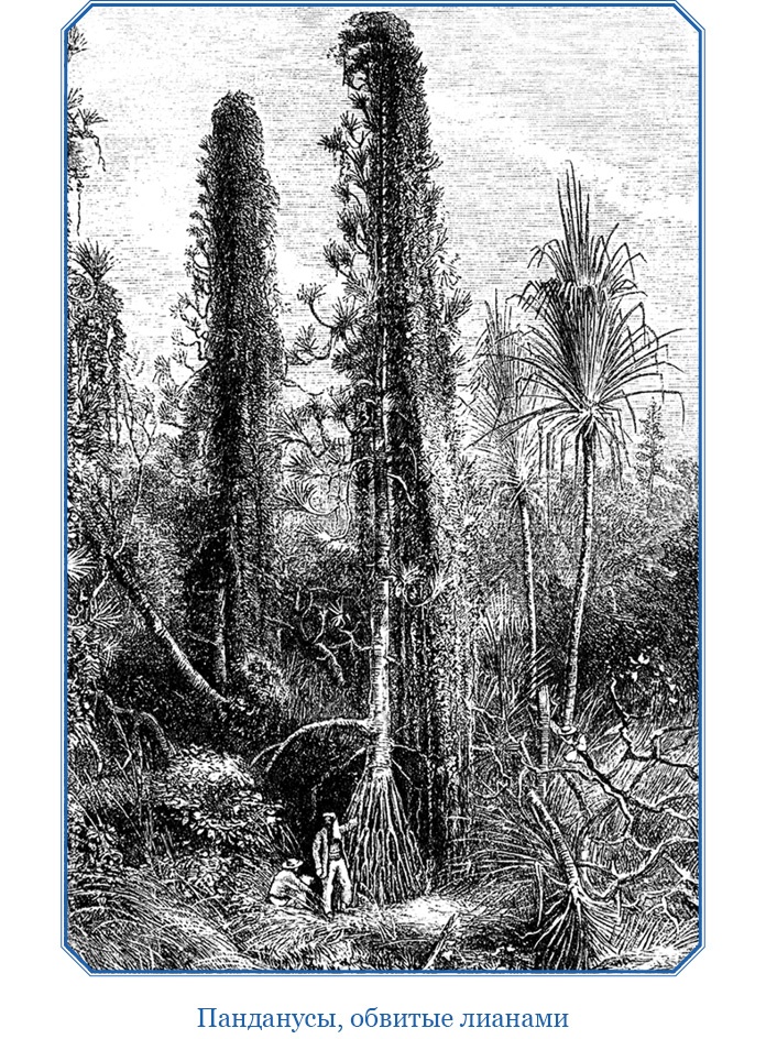Иллюстрация к книге — В дебрях Африки [i_091.jpg]