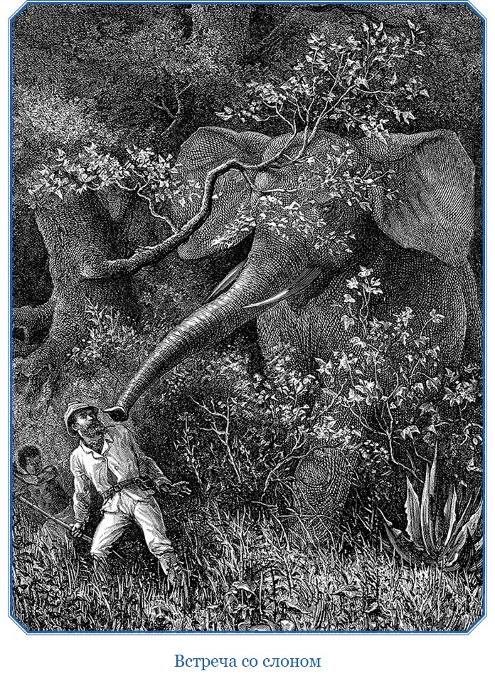 Иллюстрация к книге — В дебрях Африки [i_094.jpg]