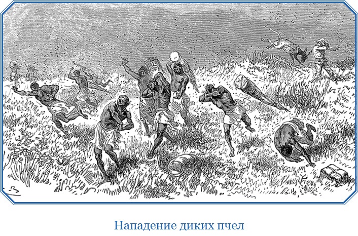 Иллюстрация к книге — В дебрях Африки [i_095.jpg]